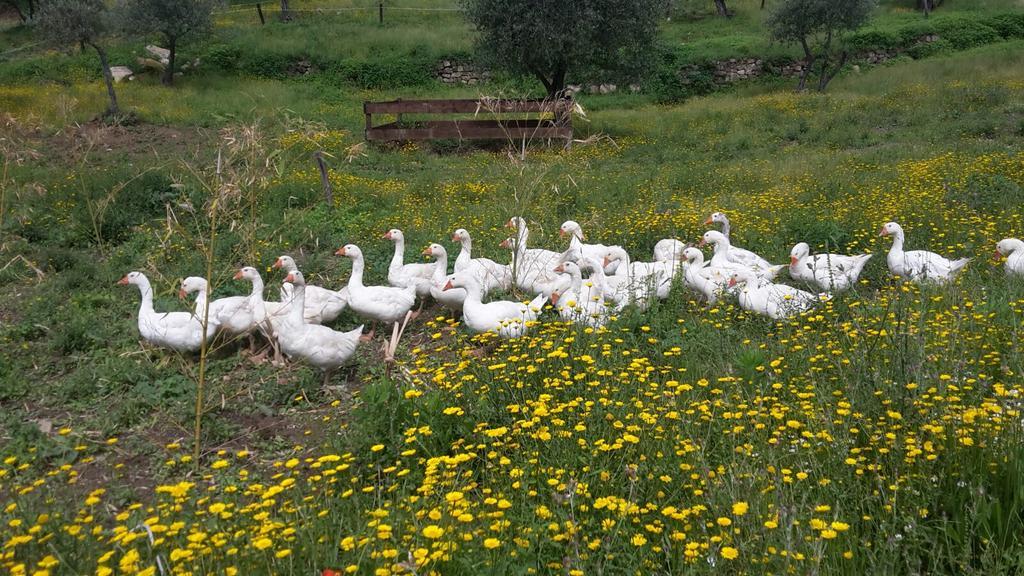 Agriturismo Villa Val D'Olivi Capodacqua  Экстерьер фото